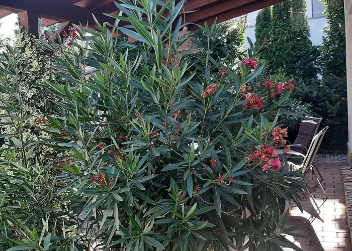 Sunshine Fonyodliget *